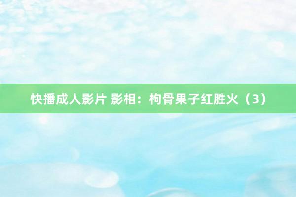 快播成人影片 影相：枸骨果子红胜火（3）